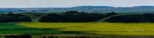 LinkedIn Banner Saskatoon Field