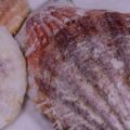 LinkedIn Banner Shells