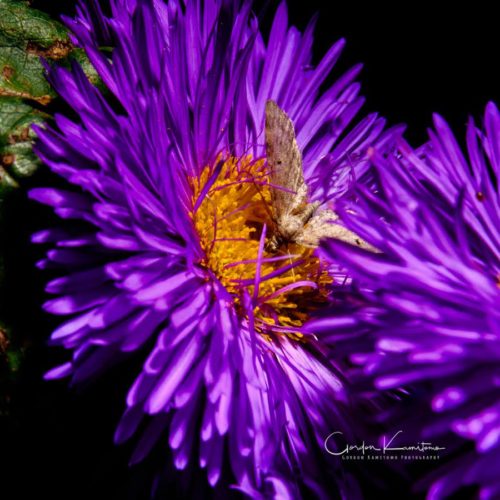 Aster Flower with Moth