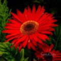 Red Daisy