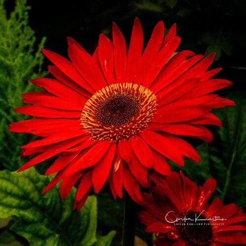 Red Daisy