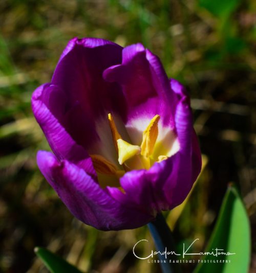 Tulip