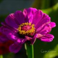 Zinia Calgary Alberta