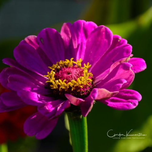 Zinia Calgary Alberta