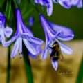 Lilacs & Bee - Image 2