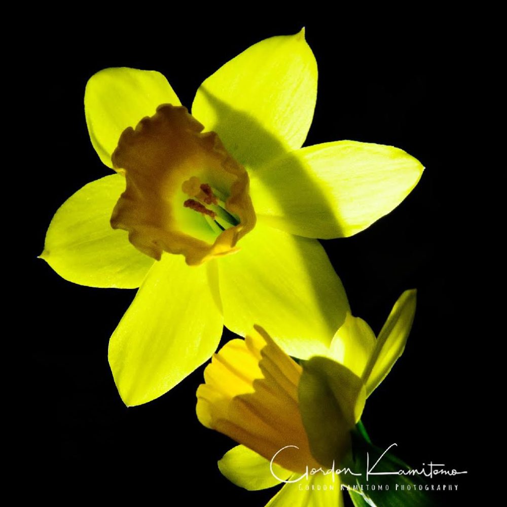 Mini Daffodil