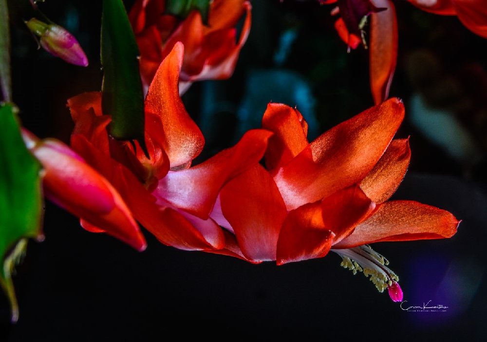 Christmas Cactus