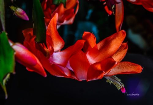 Christmas Cactus