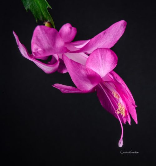 Christmas Cactus