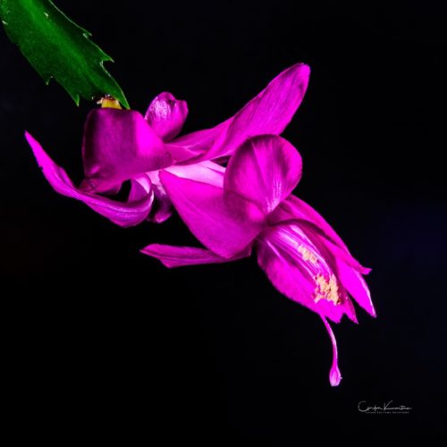 Christmas Cactus