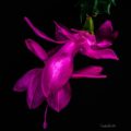 Fuchsia Christmas Cactus