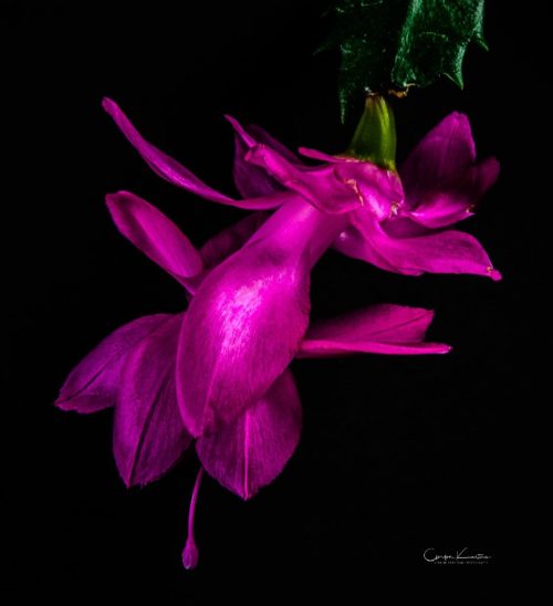 Fuchsia Christmas Cactus