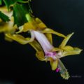 Christmas Cactus