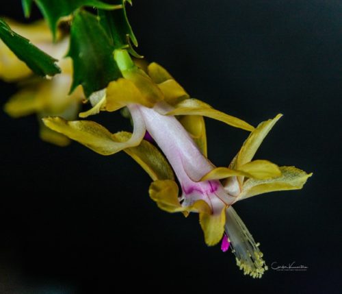 Christmas Cactus