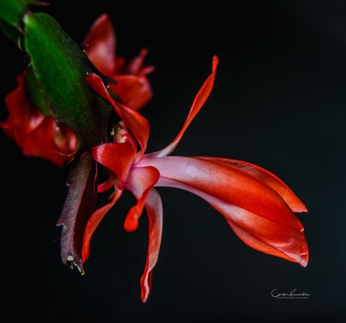 Christmas Cactus