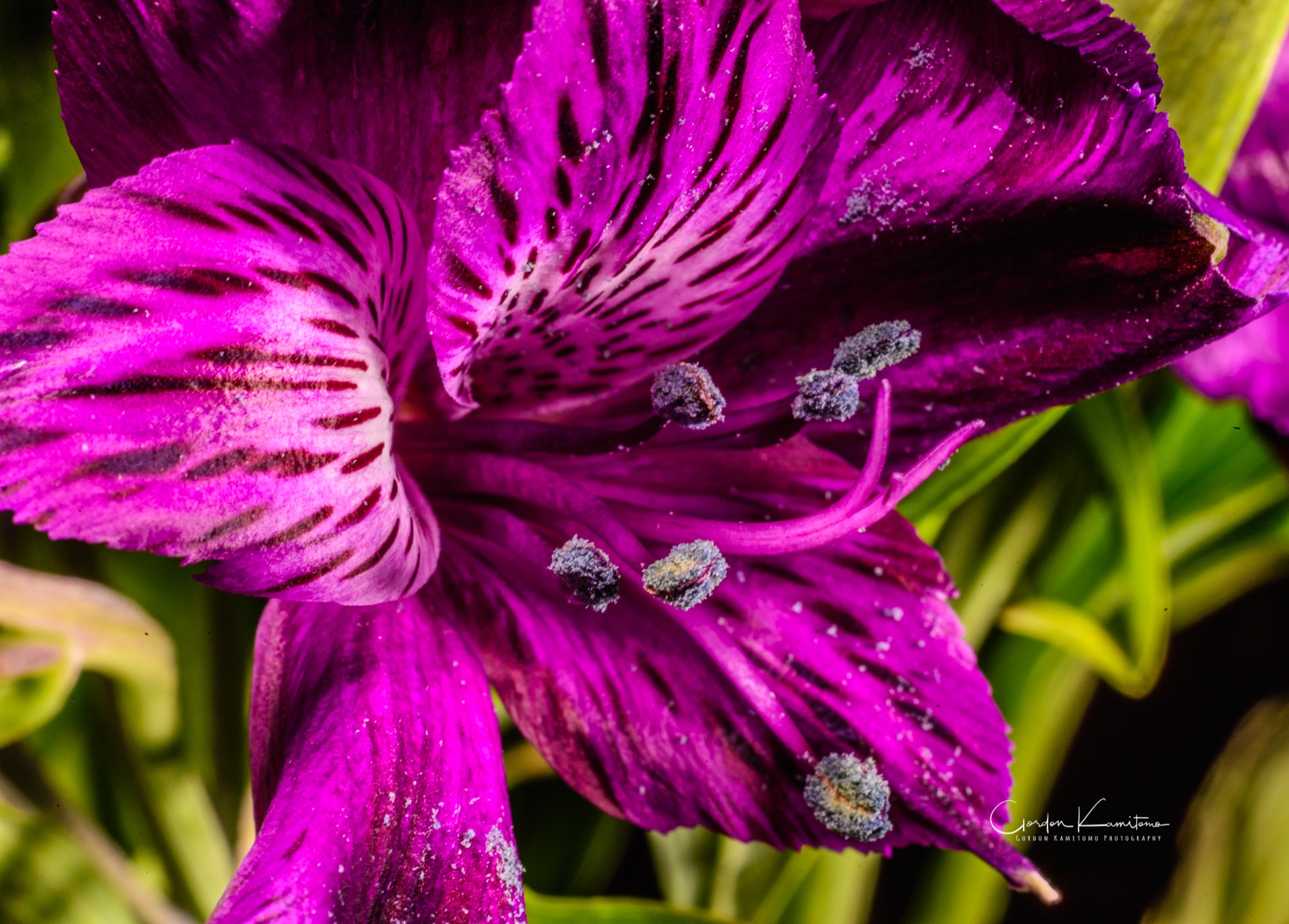 8 Stem Alstroemeria flower